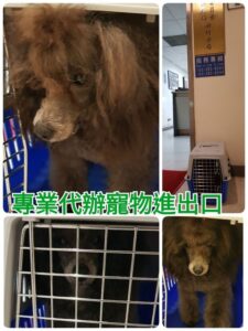 寵物到新加坡