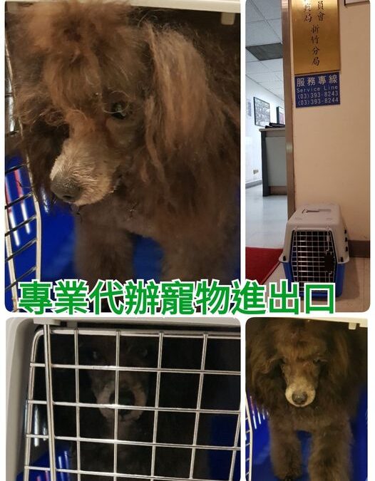 寵物到新加坡
