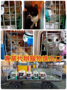 寵物大陸回台灣