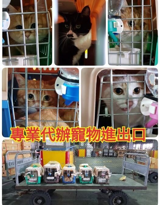 寵物大陸回台灣