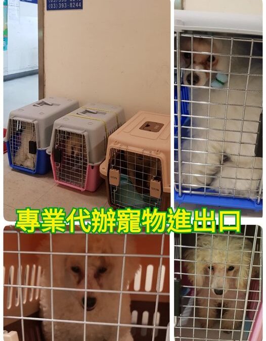 寵物到菲律賓