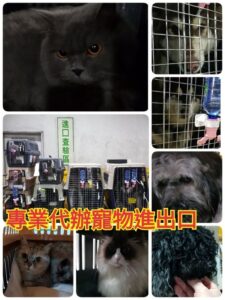 寵物大陸回台灣