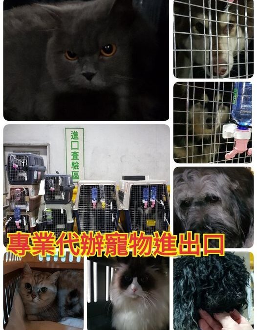 寵物大陸回台灣