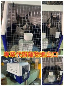 澳洲寵物回台灣
