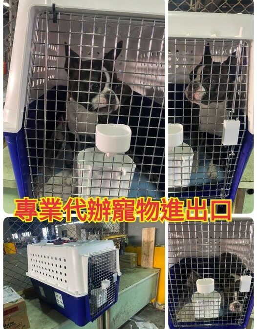 澳洲寵物回台灣