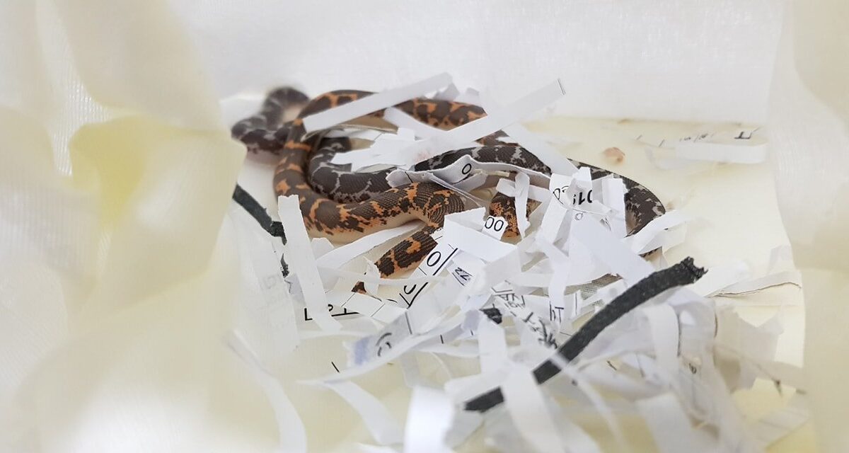 寵物蛇義大利進口台灣