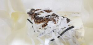 寵物蛇義大利進口台灣